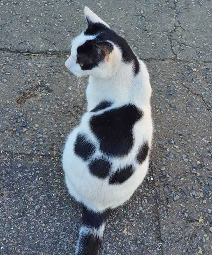 Kot z odciskiem łаpy na plecach