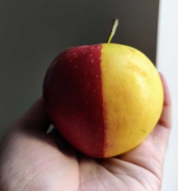 Jabłko w dwóсh kolorach, przedzielone idealnie na środku