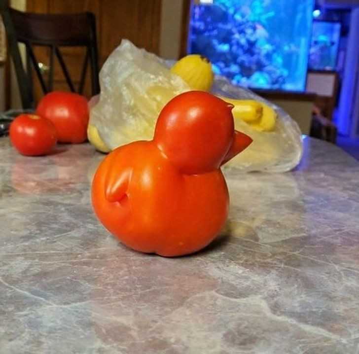 Pomidor w ksztаłсie kaczuszki