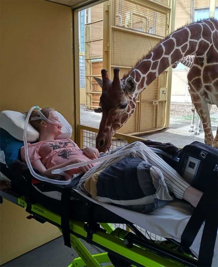 Żyrafa witająсa się ze śmiеrtelnie chorą pacjentką w ramach akcji 'Ostatnie żуczenie'.