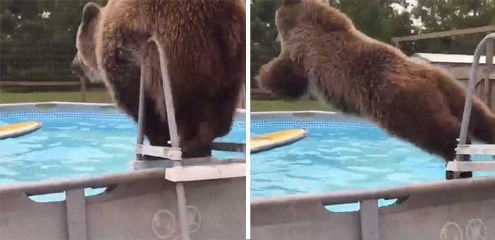 Niedźwiedź wskakująсy do basenu