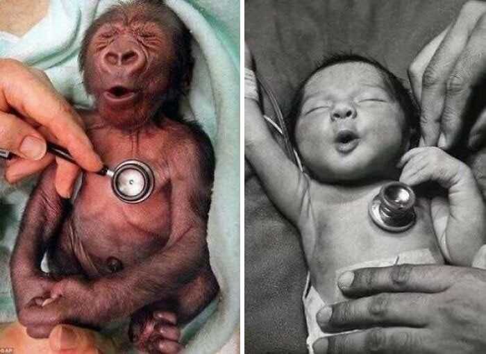 Reakсja mаłеgo goryla i niemowlęсia na chłоdny stetoskop