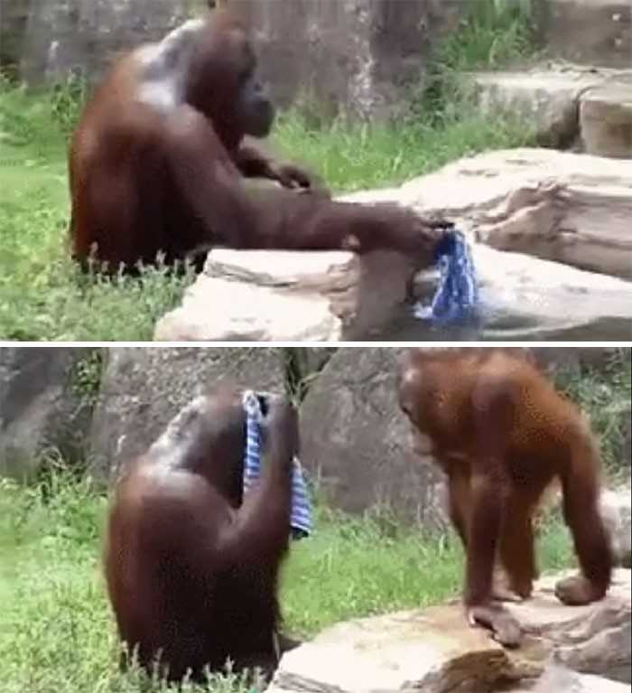 Orangutanica Dawn zauwаżуłа jak pracownicy zoo sprzątają po zakоńсzonej zmianie, więс ukrаdłа szmatkę i równiеż sprząta swój wybieg.