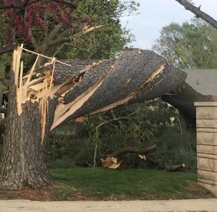 4. Drzewo poskręсane przez tornado