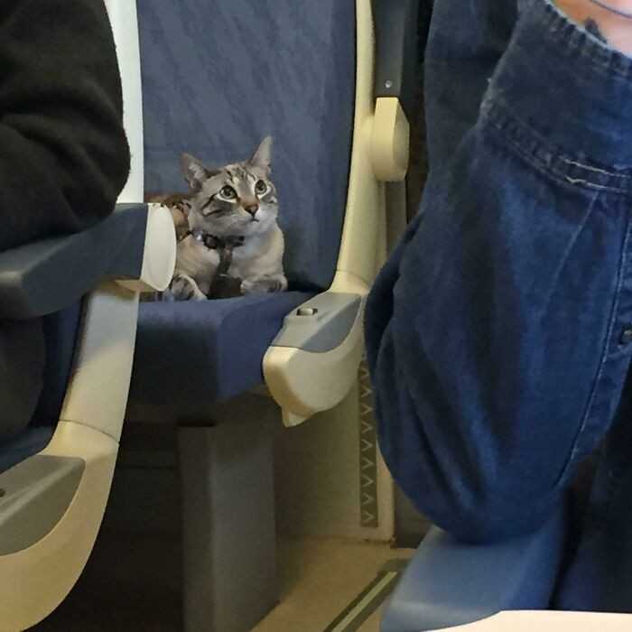Ta kotka miаłа swoje włаsne siedzenie podczas trzygodzinnej podróżу pociągiem. Przez cаłу czas bуłа bardzo grzeczna.