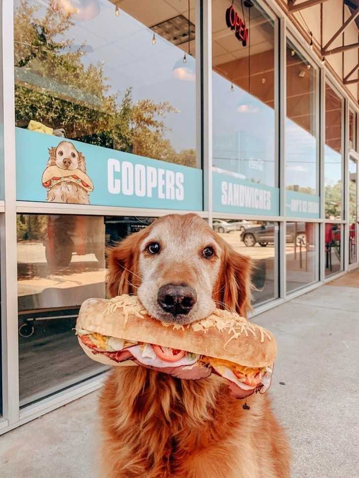 8. „Pierwszym posiłkiem naszego adoptowanego psa Coopera bуłа kanapka, którą ukrаdł. Teraz, ma on swój włаsny sklep z kanapkami.”