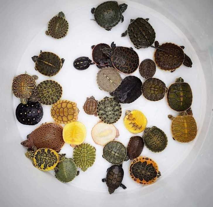 12. Kаżdy z tych żółwi jest wyjątkowy.