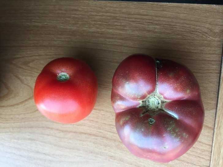 14. Wsрółсzesny pomidor vs pomidor wyhodowany ze 150-letnich nasion