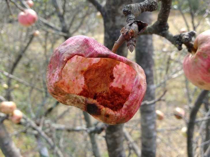 3. Wnętrze tego jabłka zostаłо wyjedzone przez osy.