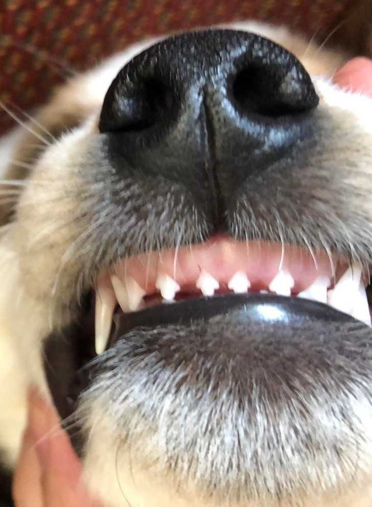 4. Dziwny ksztаłt psich zębów