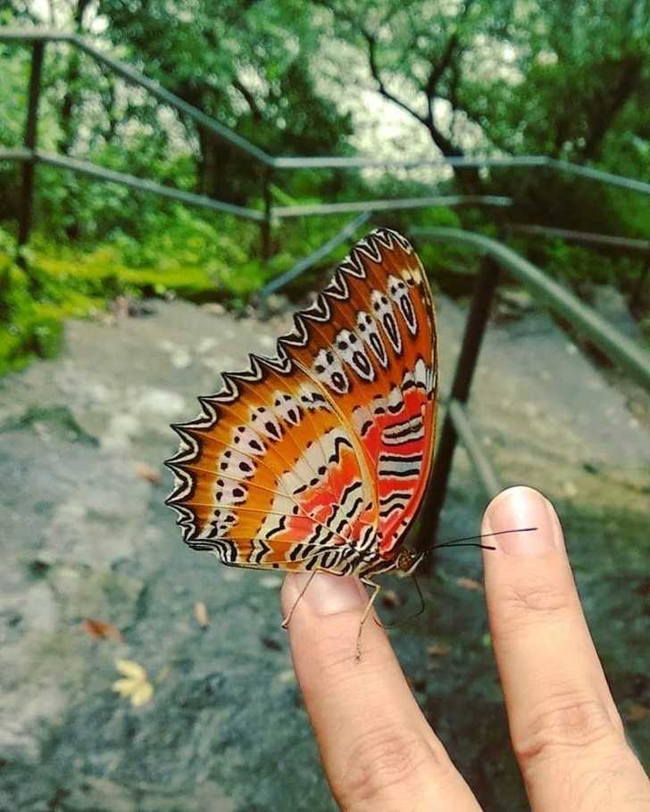 9. Ten motyl ma na skrzydłаch maskę z 