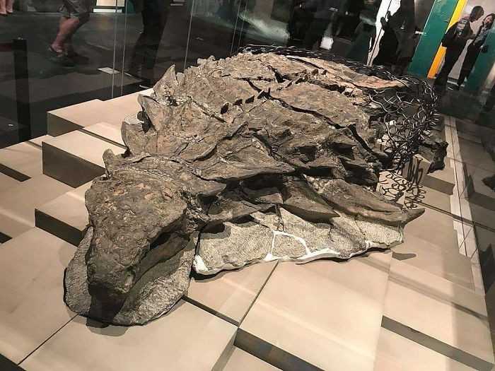 Zmumifikowany dinozaur w kanadyjskim muzeum
