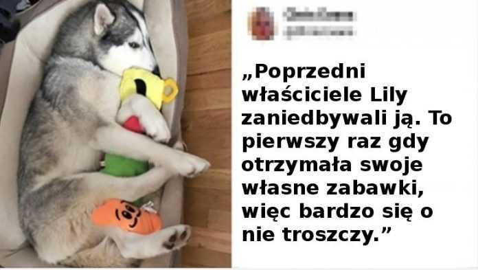 Te zwierzaki nie spodziewały się niczego dobrego, ale zostały zaskoczone przez los