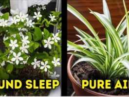 12 roślin domowych, które pozytywnie wpłyną na twoje zdrowie