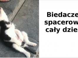 15 zwierząt, które uległy nagłemu atakowi senności. Nie mogły się powstrzymać