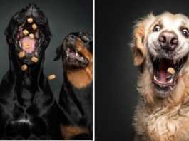 Uchwyciła miny psów próbujących łapać smakołyki. Oglądając te zdjęcia nie da się nie śmiać