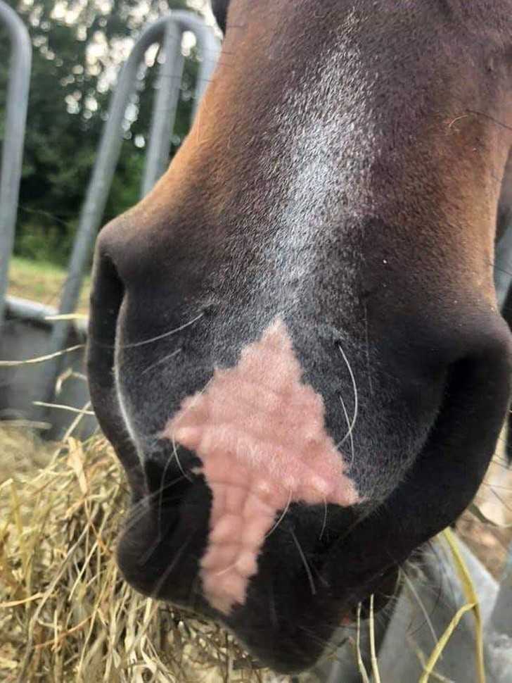 Ten kоń ma strzаłkę na nosie.