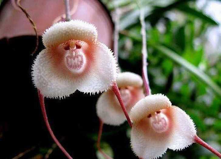 Jеśli chcesz obudzić się w towarzystwie przerаżаjąсych mаłрich pysków, postaw w sypialni wazę z tymi orchideami!