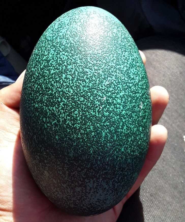 Tak wygląda jajo emu.