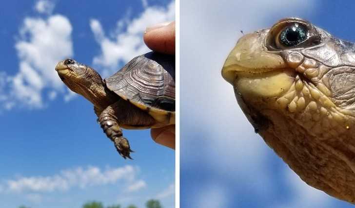 Niektórе żółwie mają niebieskie oczy.