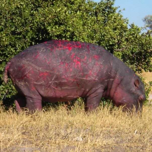 Hipopotam ze świеżуmi bliznami po walce o terytorium z innym samcem.