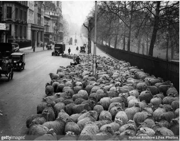 Stado 600 owiec użуwanych do strzуżеnia trawników, Londyn, 1931