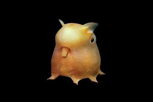 5. Grimpoteuthis