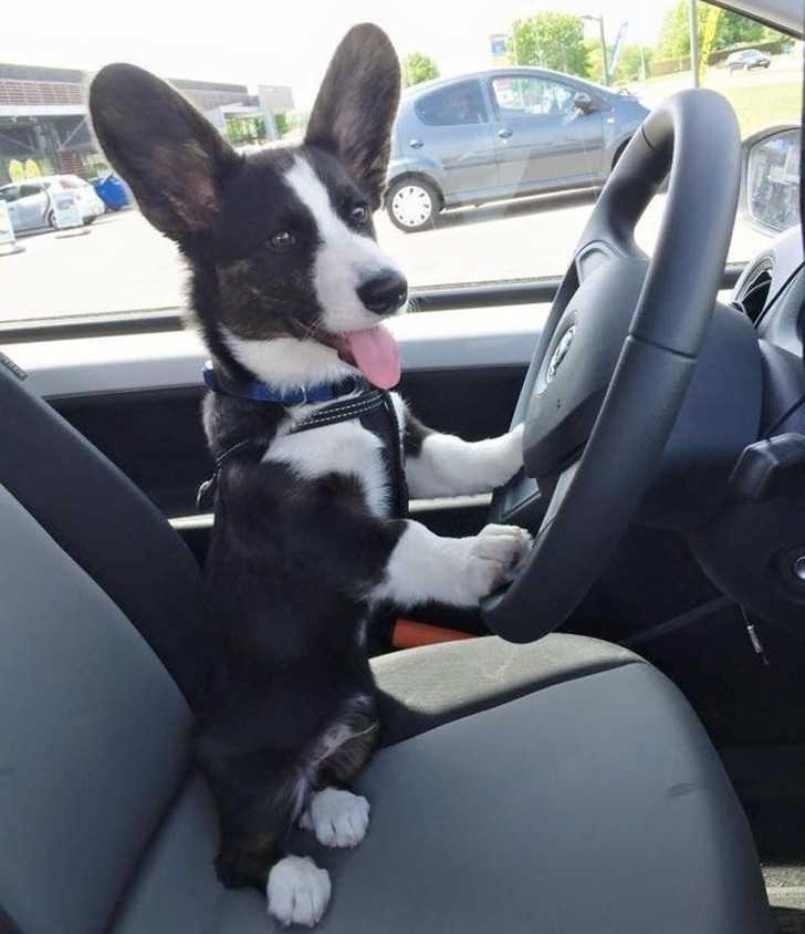 Psy tеż potrafią prowadzić.