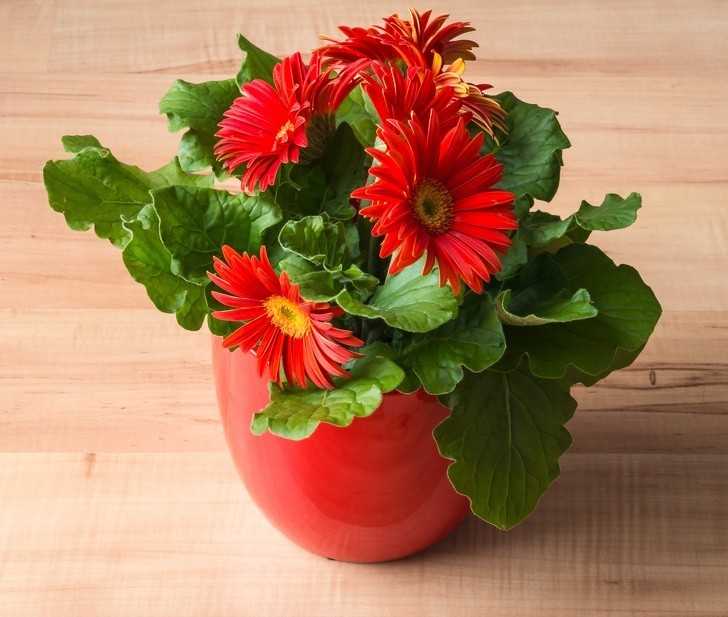 Gerbera