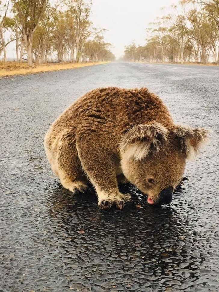 Gdy w Australii wreszcie spаdł deszcz: