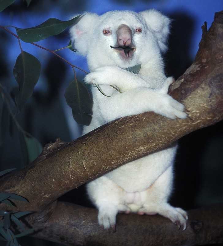 Koala