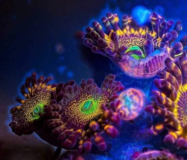 Koralowiec Zoanthus pod ultrafioletem.