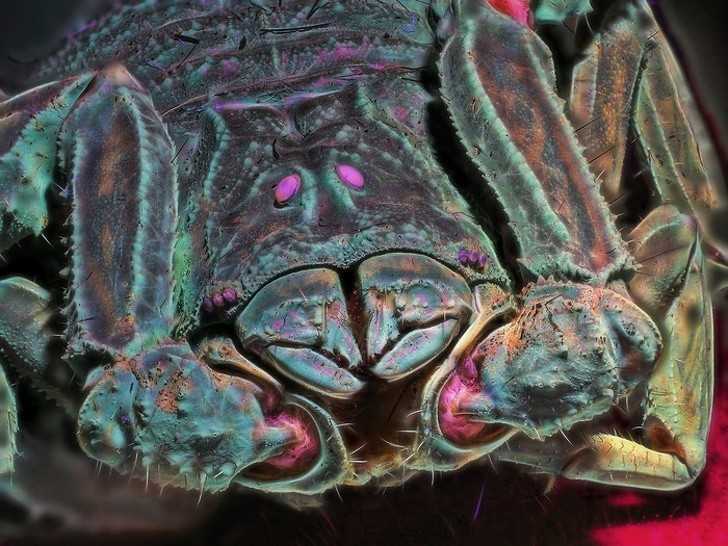 Kolorowe zbliżеnie skorpiona