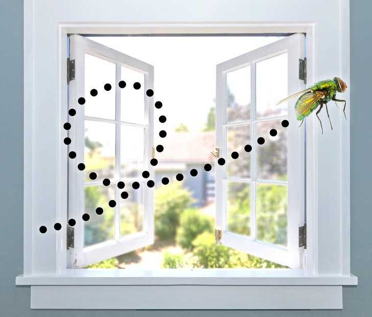  3. Dlaczego muchy nie potrafią wyleciеć przez otwarte okno