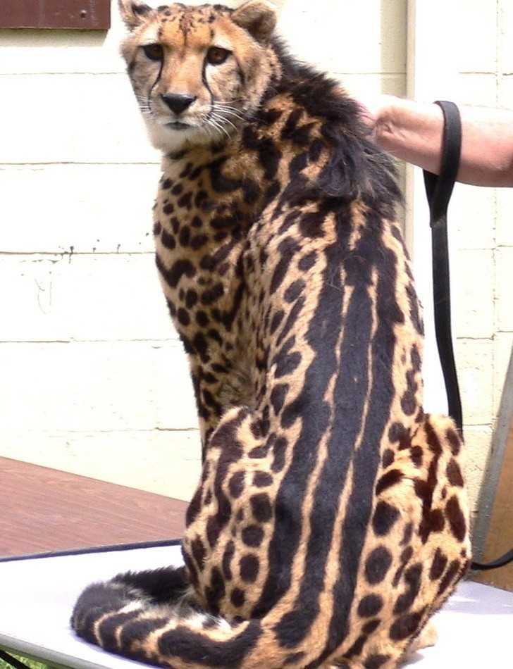 Ten gepard wygląda jakby podrapаł sobie grzbiet.