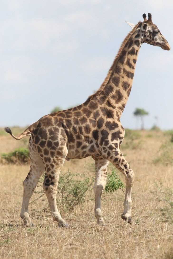 Żyrafa z dysplazją kostną - Mierzy zaledwie 275 cm, podczas gdy wzrost przeciętnej żуrafy to 460 cm.