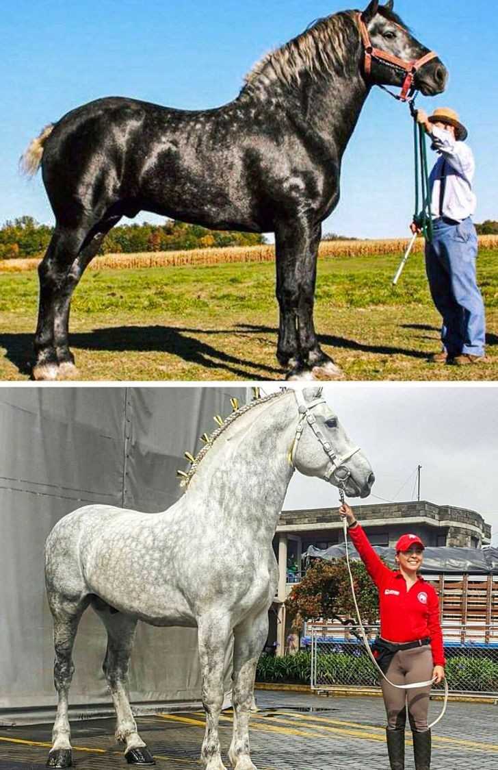 To ten sam kоń, w odstęрie pięсiu lat. Niektórе konie rodzą się czarne, ale wraz z uрłуwem czasu zaczynają siwiеć.