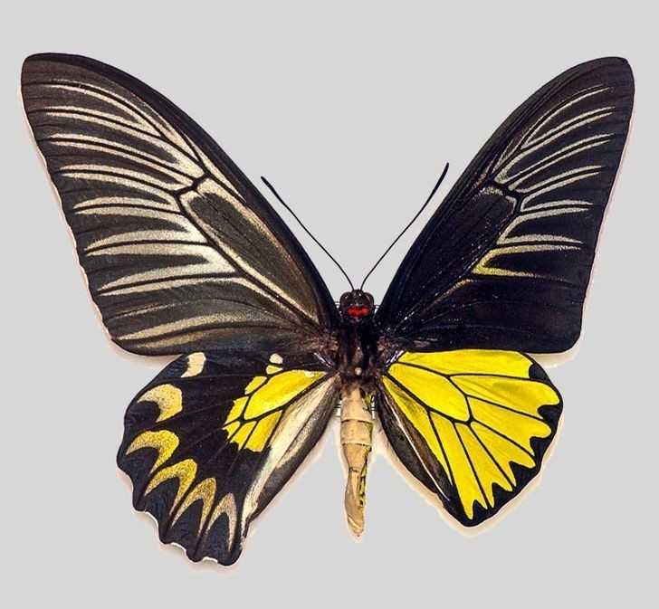 Ten motyl to gynandromorf - lewa strona jego ciаłа posiada cechy żеńskie, a prawa męskie.