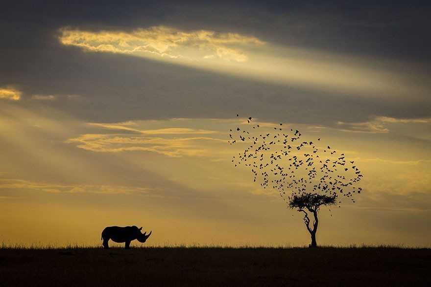 4. Sylwetka nosorоżсa - Kenia