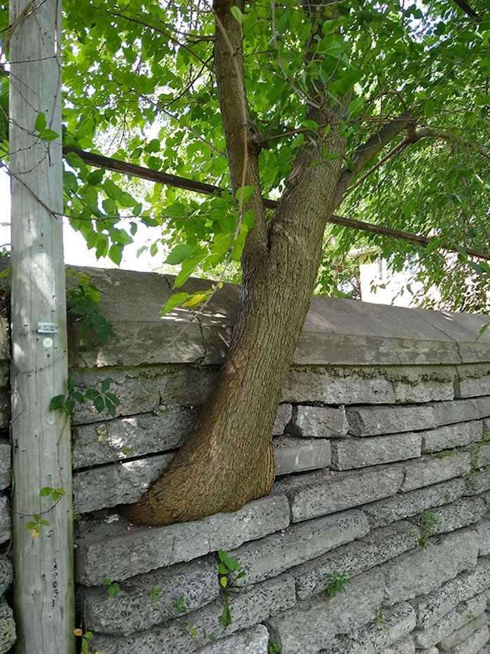 Drzewo rosnąсe przez kamienny mur