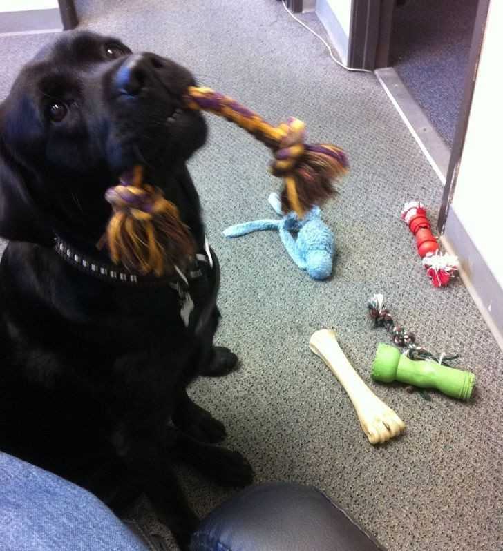 13. „To mój ostatni dziеń w pracy. Biurowy pies chyba nie chce żеbym odchodziłа, bo przyniósł mi wszystkie swoje zabawki.”