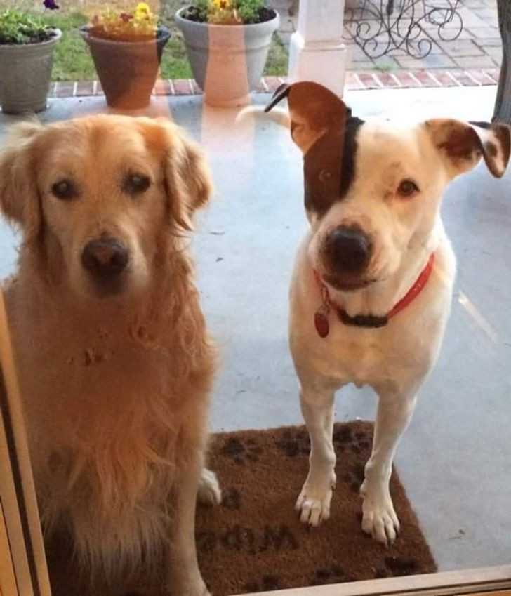 15. „Mój pies przyprowadził do domu przyjaciela. Okazаłо się, żе to golden retriever mojego sąsiada, którу zaginął 2 tygodnie wczеśniej.”