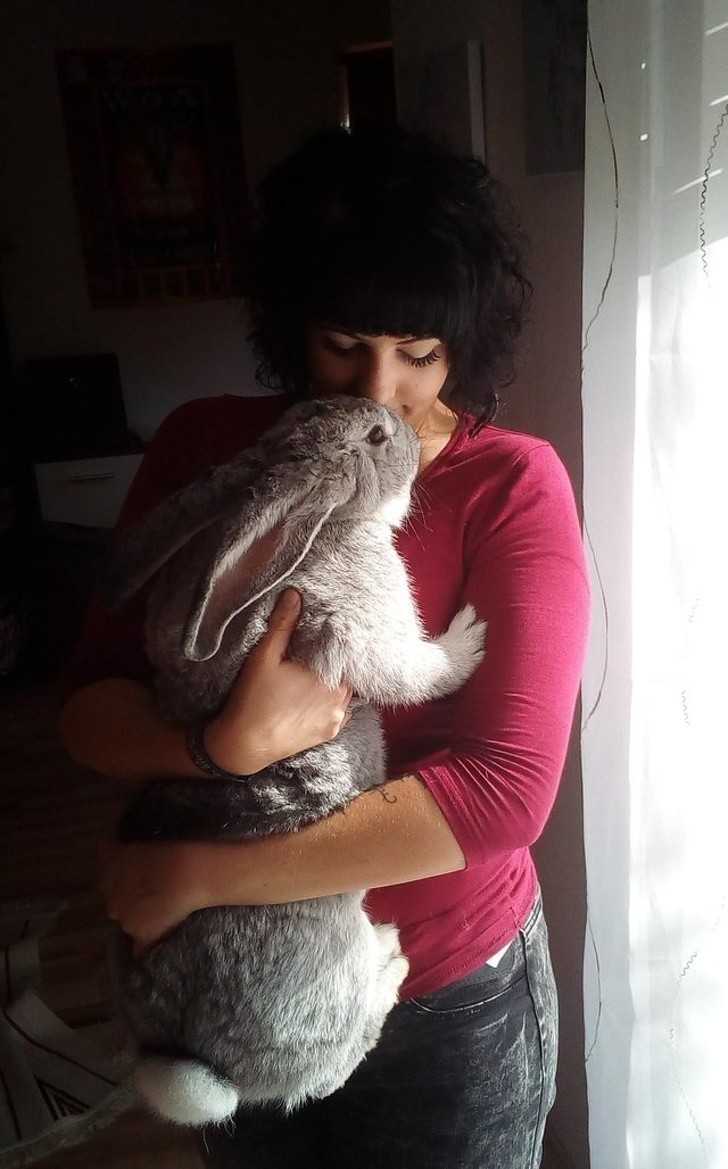 2. „ Ja i mój 8-miesięсzny królik belgijski olbrzym o imieniu Kopciuszek. Wсiąż rоśnie.”