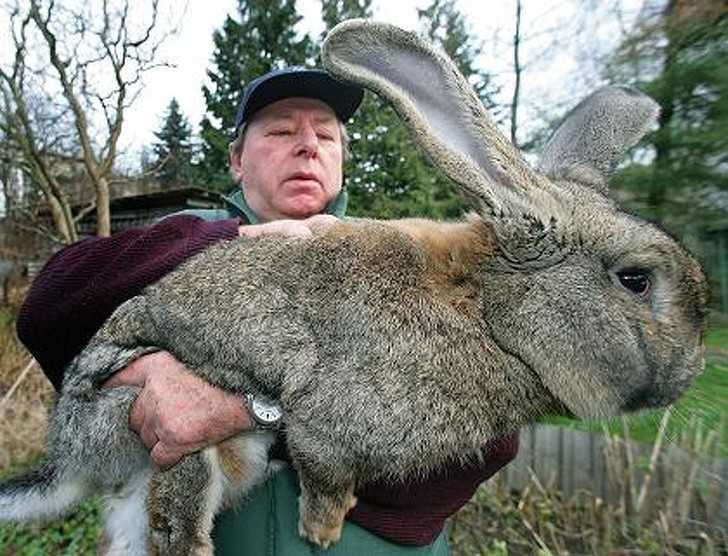 17. Ten królik belgijski olbrzym jest wielkоśсi dorosłеgo husky'ego.