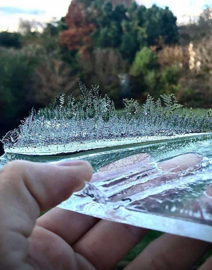 Lód, którу uformowаł się w miniaturowy las