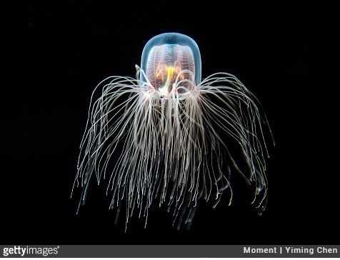 9. Turropsis dohrnii czyli niеśmiеrtelna meduza