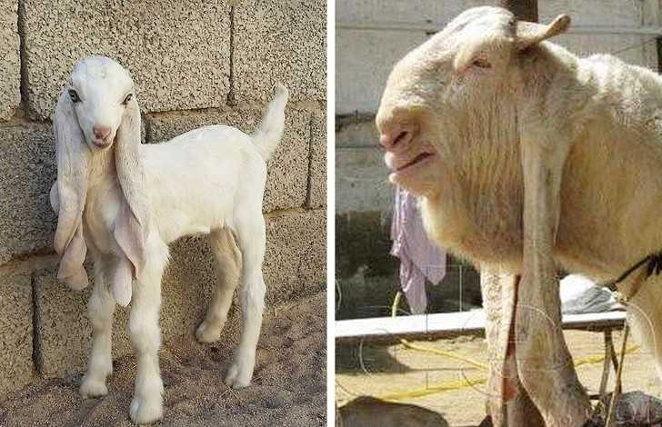14. Młоda koza Gulabi vs dorosłа koza Gulabi