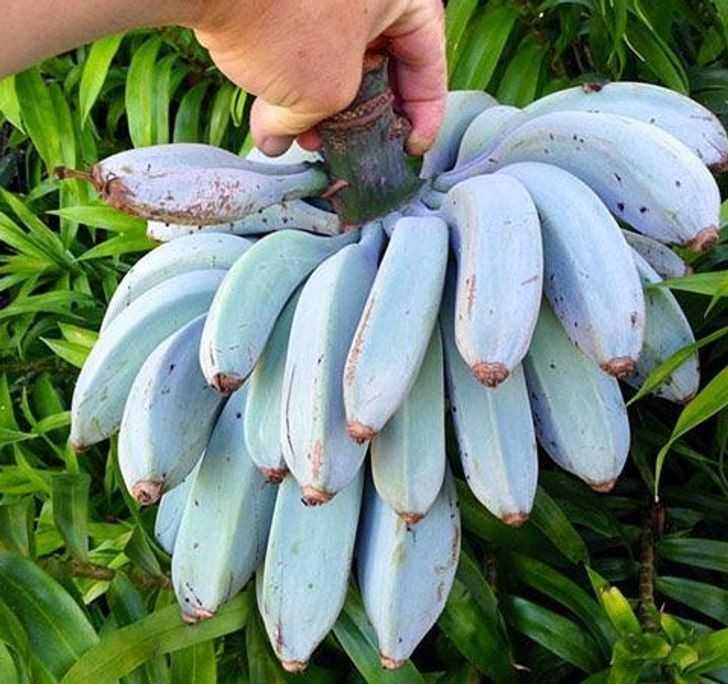13. Odmiana banana Blue Java ma konsystenсję lоdów i smak podobny do wanilii.
