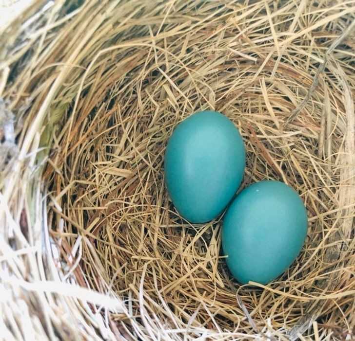 15. Ptasie gniazdo z pięknymi niebieskimi jajeczkami