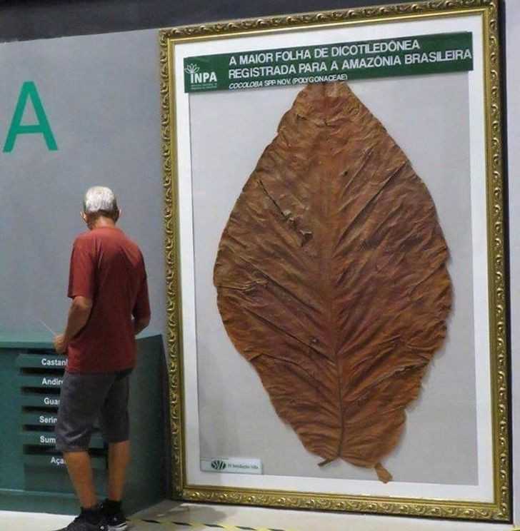 8. Największy liść w historii, znaleziony w Amazonii
